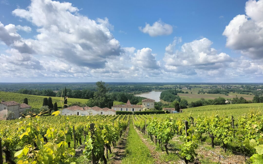 Saint-Émilion vs Médoc : Which Wine Tour to Choose?