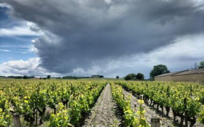 Best Time to Visit Bordeaux: Month-by-Month Guide